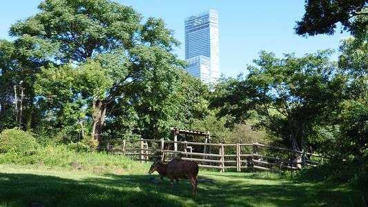 都会の中のサバンナ