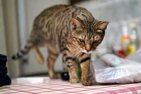 ベンガルちゃん