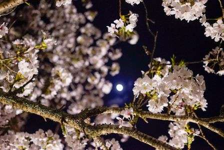 夜桜