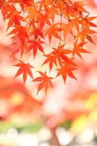 そろそろ見納め