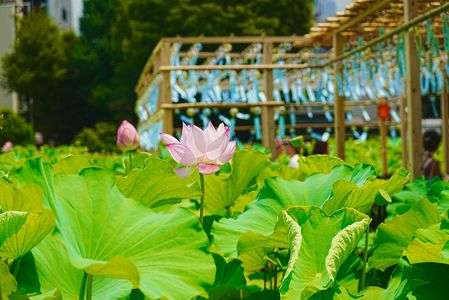 不忍池、蓮たちの微睡の時間
