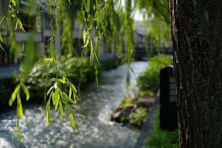 朝と夜_京都白川分水