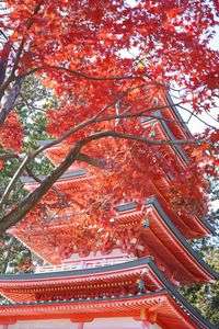 五重塔と紅葉🍁⠜