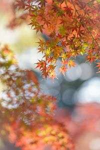 もみじ 色とりどり