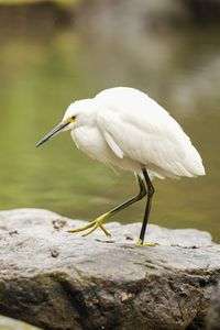 池にやってきたコサギ