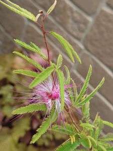 ネムノキのめざめ