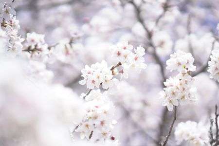 SAKURA〜day time〜