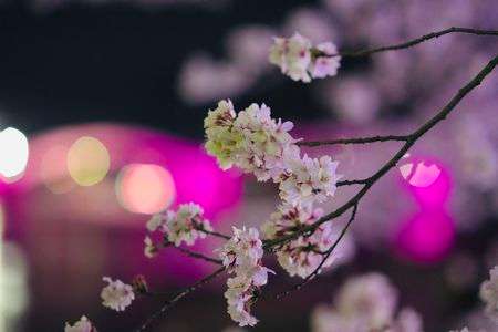 SAKURA〜night time〜