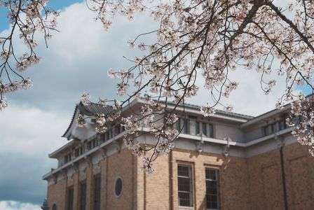 京セラ美術館と桜