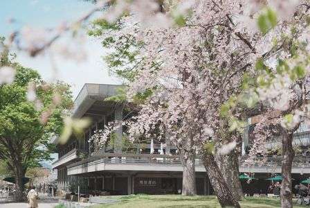 京都会館と桜