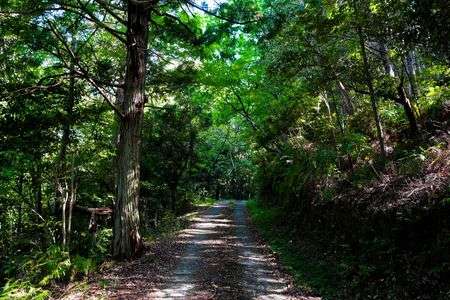 新緑の山道