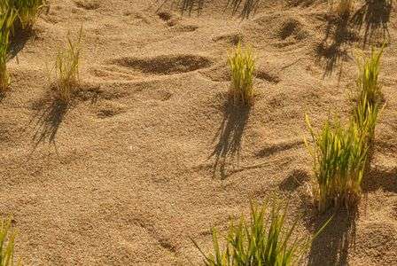 砂漠の中の植物に見えますか？