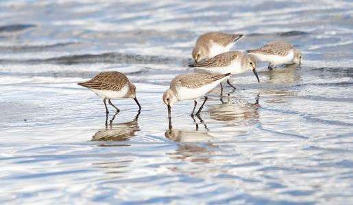 ハマシギ運動会