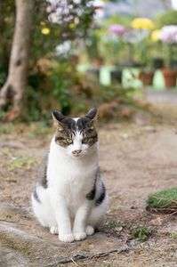 イカ耳でお出迎え