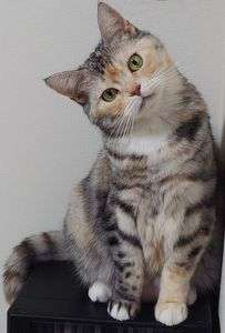 我が家のアイドル