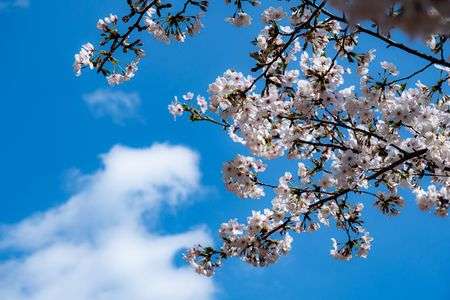 日比谷公園の桜