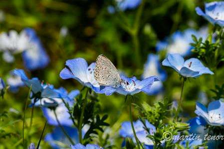 ネモフィラの蜜を食すヤマトシジミ　#フラワー2025#