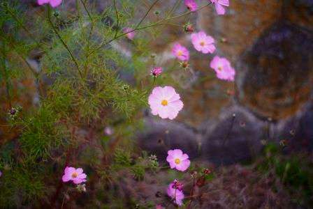 ポヤポヤな気持ち
