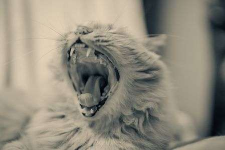 シャッターチャーーーーンス！