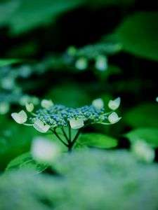 羽を広げるように