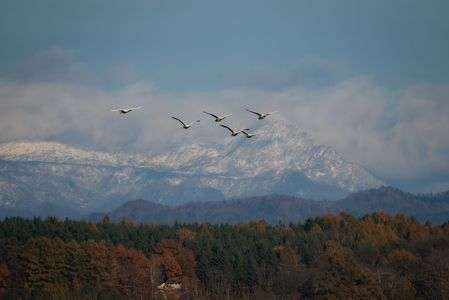 ハクチョウの季節