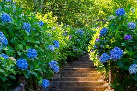 紫陽花階段