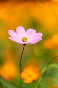 コスモスに癒されて