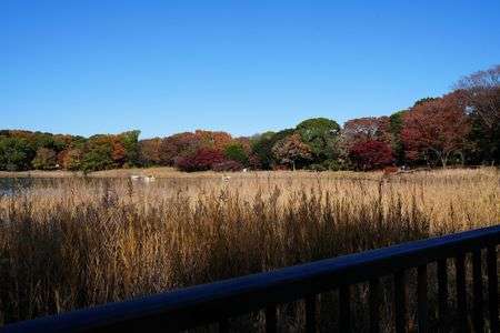 国営昭和記念公園の風景