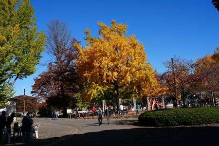 黄色のイチョウと青い空