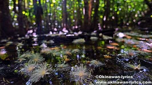 サガリバナ@西表島