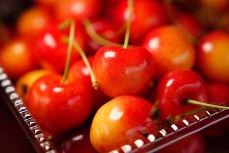 北海道増毛町のさくらんぼ