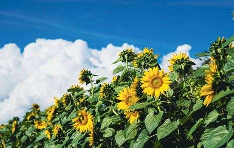  蒼に咲く向日葵