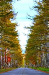 黄金色に染まった八ヶ岳高原ラインのカラマツ