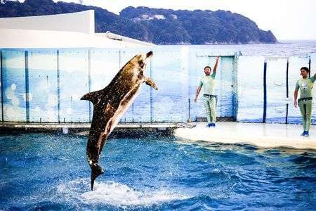 イルカショー＠江ノ島