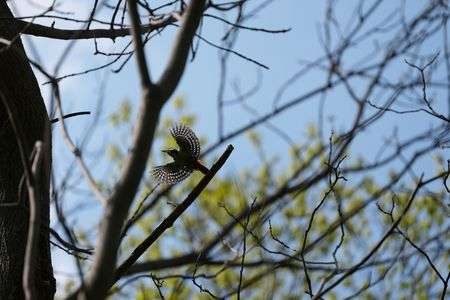 アカゲラの飛翔