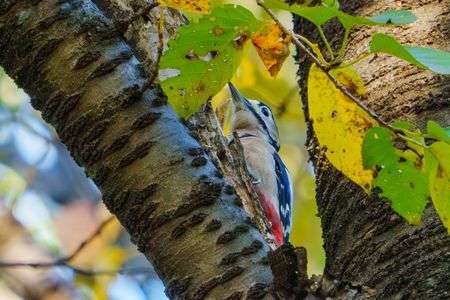 東京都内のアカゲラ