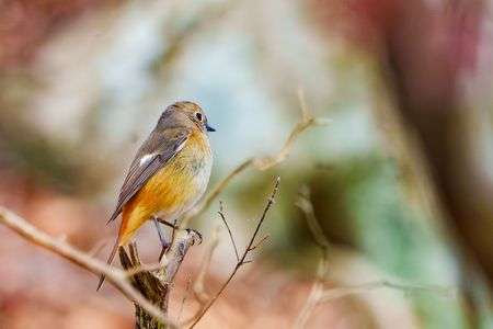 湖畔のジョウビタキ