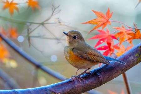 冬紅葉とルリビタキ