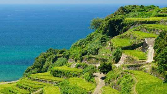 棚田と海