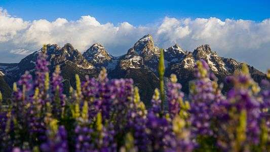 ルピナスから覗くグランドティトン国立公園