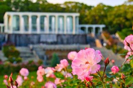 夕暮れに染まるバラ