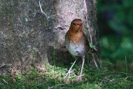 コマドリ詰め合わせ