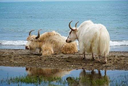 中国青海湖のヤク