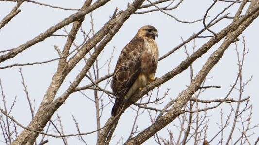 目がかわいいノスリ