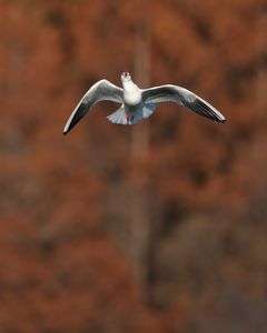 うねるユリカモメ