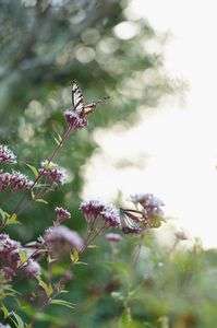 アサギマダラとフジバカマ