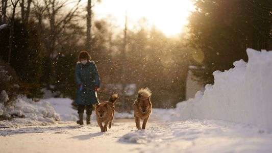 大雪の後のお散歩