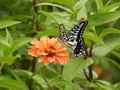 お花の名前が分かりませんが笑
