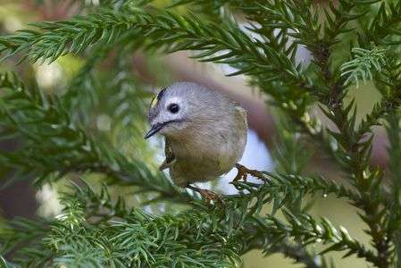 キクちゃん登場!!