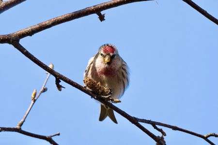 ベニヒワ！やっと見つけた！